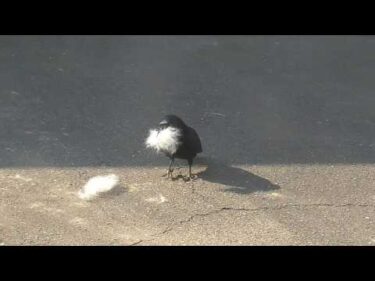 【秋田犬ゆうき】犬の毛は快適♪という口コミが広がり今年はスズメではなく別の鳥がやって来た【akita dog】