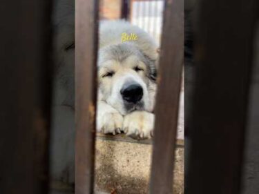 Belle ベル #greatpyrenees #todaysrunrun #グレートピレニーズ #今日のルンルン