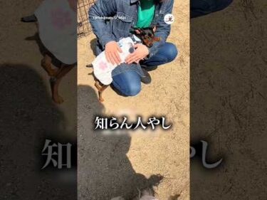 愛犬が知らん人に懐きすぎていた｜PECO