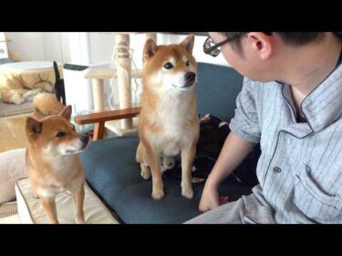 柴犬はパパの異変に気づきました