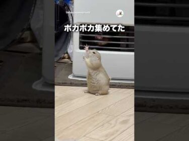 あつまれ！暖かい風♨️｜PECO