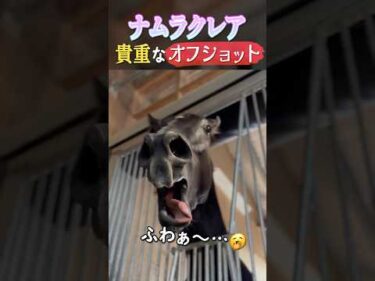 【特別企画】ナムラクレアの可愛いオフショットを公開！ #horse #競馬 #高松宮記念