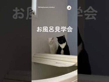 お風呂見学会開催中｜PECO