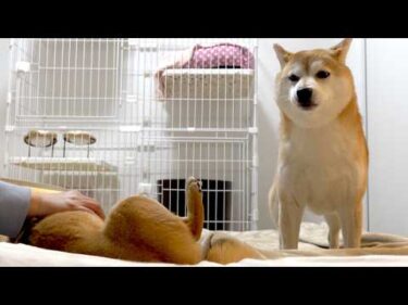 油断してたら柴犬の姉妹が大変なことになったんだが‥