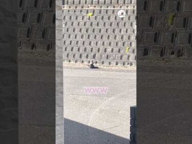 猫かどうかも怪しい｜PECO