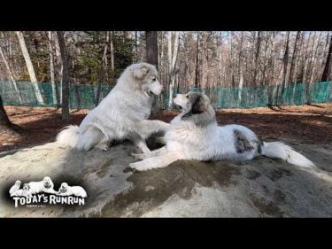 ベル愛が止まらずしつこくしすぎて…ベルに怒られたリリーです　Great Pyrenees　グレートピレニーズ