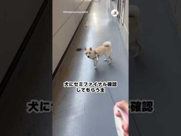 セミは急に動くから…｜PECO