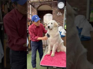 Lily リリー #greatpyrenees #todaysrunrun #グレートピレニーズ #今日のルンルン