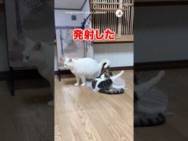 発射の瞬間に遭遇した猫たち｜PECO