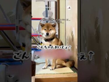 ガラ声飼い主に震える犬｜PECO