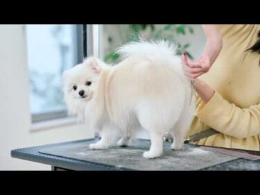 可愛すぎるポメラニアン、初めてお尻をカットします！