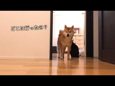 急遽パパがいなくなった夜中、柴犬が離れませんでした