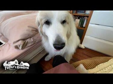 シャンプーにお母さんの部屋のパトロール！とっても忙しかったアランです　Great Pyrenees　グレートピレニーズ