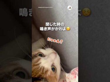 閉じた時の鳴き声がかわよ☺️｜PECO