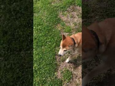 大変な事になってしまいました