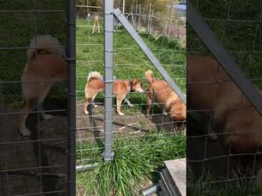 「犬は今を生きる」そのものですね