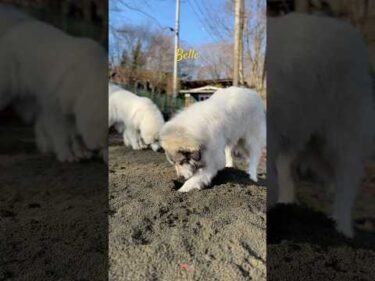 Belle ベル #greatpyrenees #todaysrunrun #グレートピレニーズ #今日のルンルン