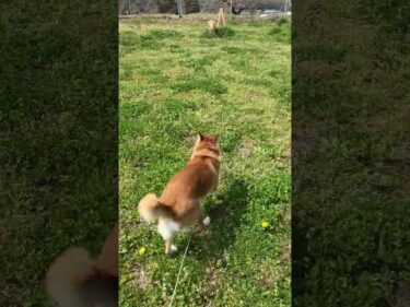 千春ちゃん嬉しすぎて梅干くんも入れました