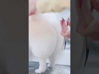 【動画全編は⬆️】真っ白ポメの初お尻カット🍑