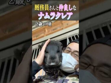 【特別企画】ナムラクレアと厩務員さんの仲睦まじい様子 #horse #競馬 #高松宮記念