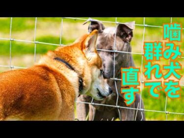 【噛み犬】柴犬Mix千春くん群れに入れていきます！
