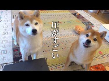 女子が強すぎて柴犬がこうなりました
