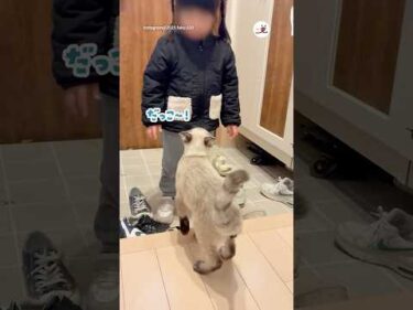 女の子に甘えたい猫｜PECO