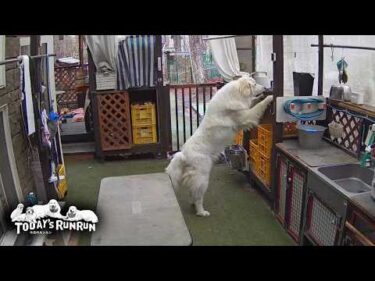 監視カメラでイタズラが次々暴かれるリリーです　Great Pyrenees　グレートピレニーズ