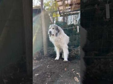 Belle ベル #greatpyrenees #todaysrunrun #グレートピレニーズ #今日のルンルン
