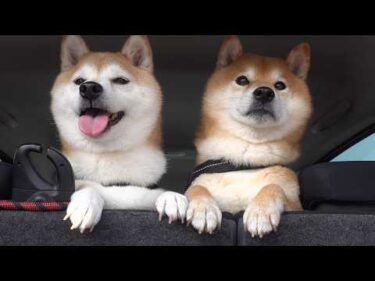 柴犬ともうすぐお別れ‥連れて行った先で大変な事態に。。