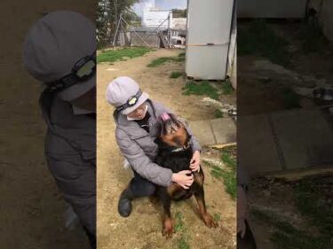 ロットワイラー老婆を襲う！