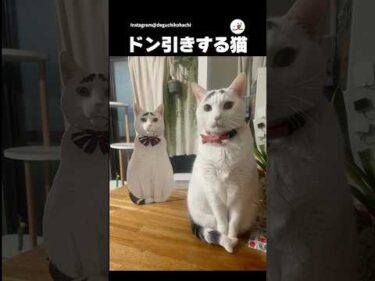 主が作った自分の造形物に困惑する猫｜PECO