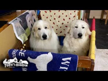 リリーのご飯を横取りしたのにもっと欲しそうにしているアランです　Great Pyrenees　グレートピレニーズ
