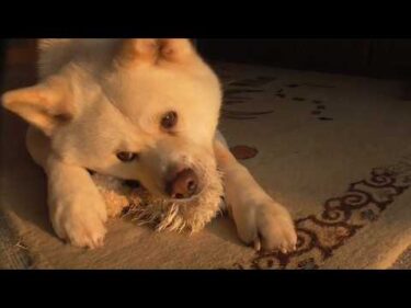 【秋田犬ゆうき】朝日に照らされ飼い主と遊んでいたら手首をひねり一気にテンションが無くなる【akita dog】