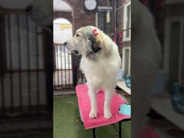 Belle ベル #greatpyrenees #todaysrunrun #グレートピレニーズ #今日のルンルン