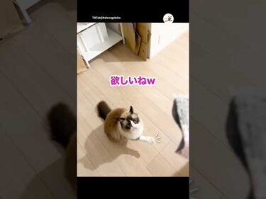 手をあげる猫さん｜PECO