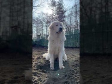 Lily リリー #greatpyrenees #todaysrunrun #グレートピレニーズ #今日のルンルン