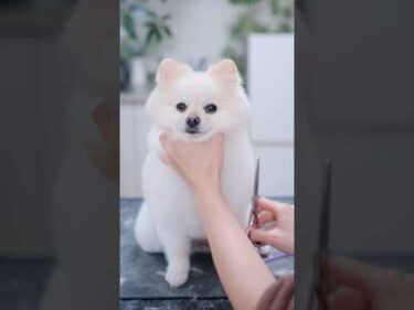 ポメラニアンをまんまるにカットしていくと・・・✂️