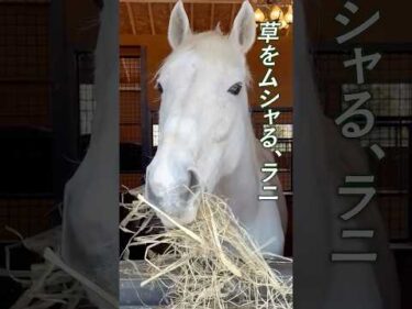 ただ、草をムシャるラニ #競馬 #horse #shorts #引退馬