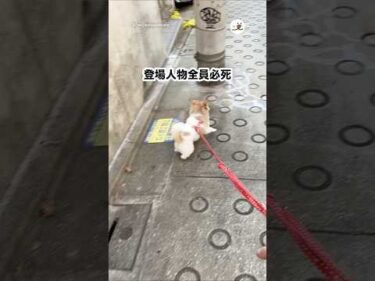 必死なの伝わってくるw｜PECO