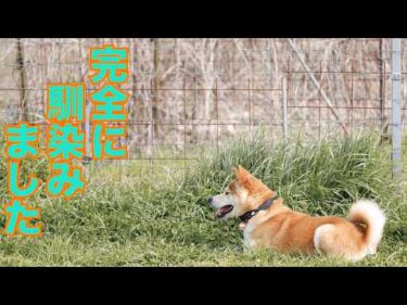【噛む柴犬Mix】千春くん すっかりややこしい人達にまりました
