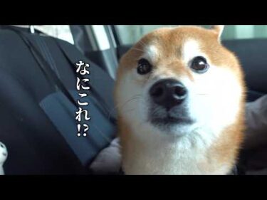 パパ不在で元気づけたら、まさかの展開に