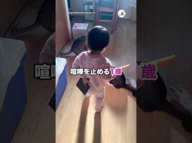 喧嘩を止める1歳｜PECO