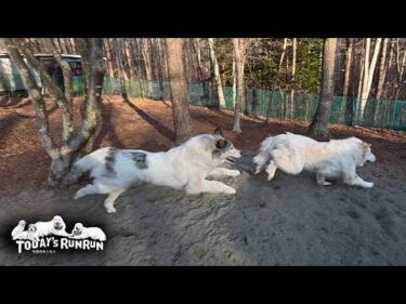 スーパーダッシュに先回り…リリーを絶対に逃さないベルです　Great Pyrenees　グレートピレニーズ