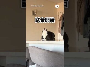 猫しかわからない遊び｜PECO