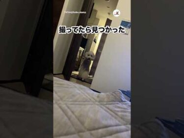 隠れて撮影してたら見つかった…｜PECO