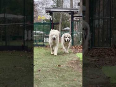 Belle Lily #greatpyrenees #todaysrunrun #グレートピレニーズ #今日のルンルン