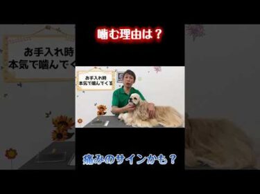 ブラッシングで本気で噛む犬…原因は？