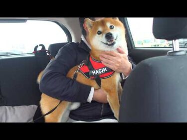 え？病院後、柴犬は別人の表情に…その瞬間がこれ。