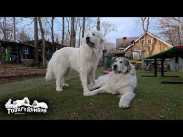 自分から下になりリリーに遊ばせてあげているお姉さんのベルです　Great Pyrenees　グレートピレニーズ